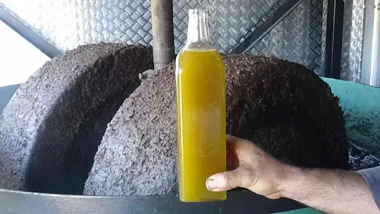 (Özel) Bu da zeytin sütü