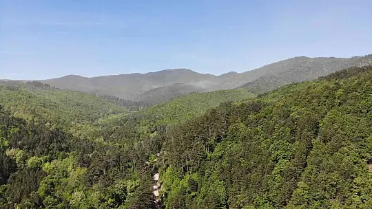 (Özel Haber) Kazdağları'nda adeta polen fırtınası yaşandı