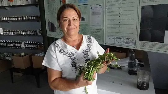 (Özel) Semizotu tohumundan bitkisel omega 3 ilaç etken maddesi üretiyorlar