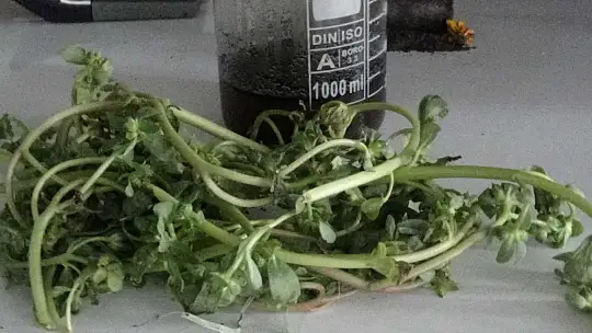 (Özel) Semizotu tohumundan bitkisel omega 3 ilaç etken maddesi üretiyorlar