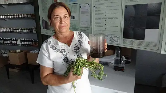 (Özel) Semizotu tohumundan bitkisel omega 3 ilaç etken maddesi üretiyorlar