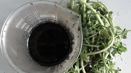 (Özel) Semizotu tohumundan bitkisel omega 3 ilaç etken maddesi üretiyorlar