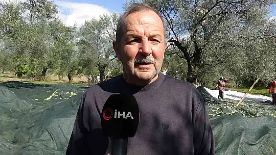 (Özel) Zeytin hasadı drone ile havadan görüntülendi