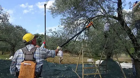 (Özel) Zeytin hasadı drone ile havadan görüntülendi