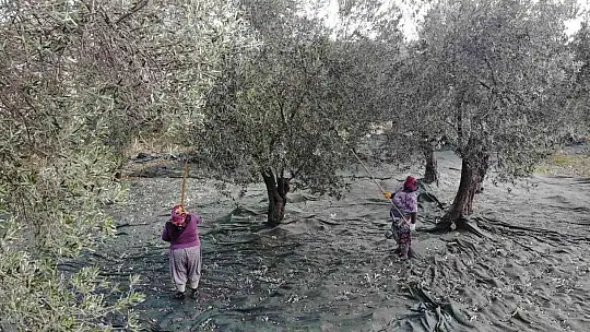 (Özel) Zeytin hasadı drone ile havadan görüntülendi