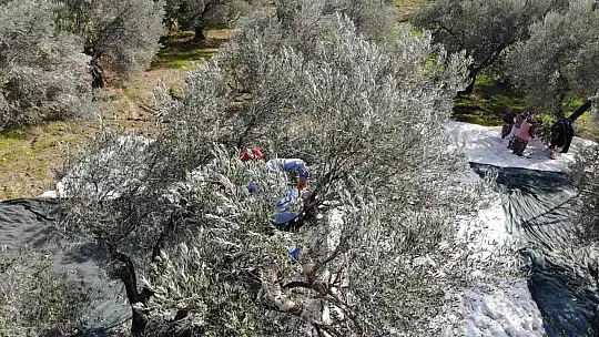 (Özel) Zeytin hasadı drone ile havadan görüntülendi