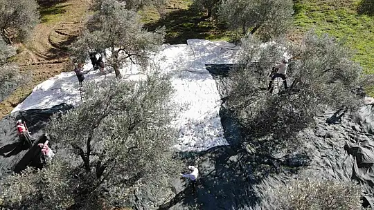 (Özel) Zeytin hasadı drone ile havadan görüntülendi
