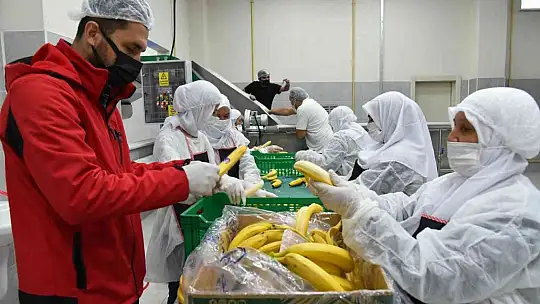 Sındırgı'dan dünyaya jeotermalle sağlıklı gıda