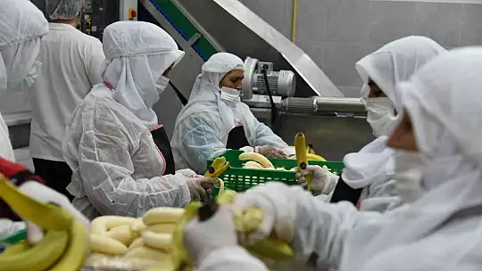 Sındırgı'dan dünyaya jeotermalle sağlıklı gıda