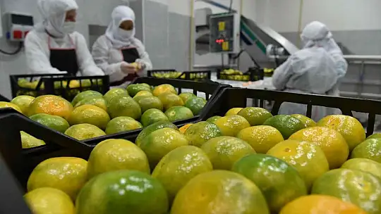 Sındırgı'dan dünyaya jeotermalle sağlıklı gıda