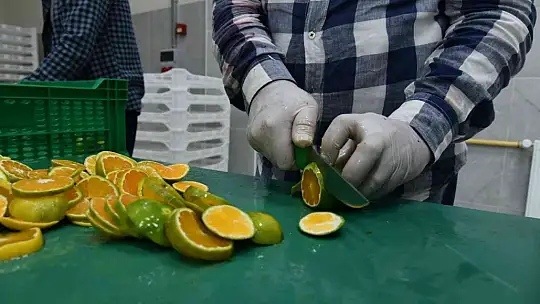 Sındırgı'dan dünyaya jeotermalle sağlıklı gıda