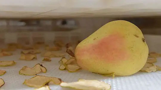 Sındırgı'dan dünyaya jeotermalle sağlıklı gıda