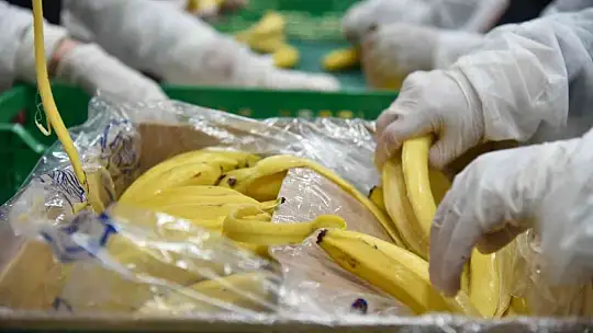 Sındırgı'dan dünyaya jeotermalle sağlıklı gıda