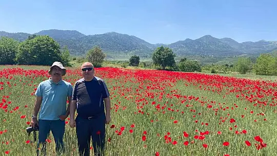 Sındırgı gelincik tarlaları ile kırmızıya büründü