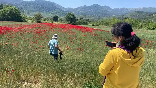 Sındırgı gelincik tarlaları ile kırmızıya büründü