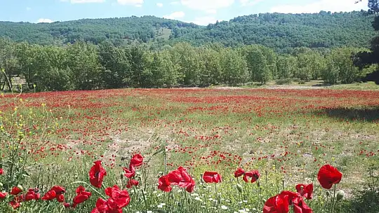 Sındırgı gelincik tarlaları ile kırmızıya büründü