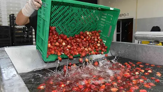Sındırgı'nın adı jeotermalle üretilen sağlıklı gıda ile duyulacak