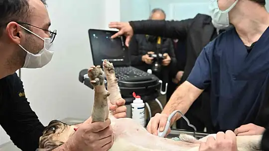 Sokak hayvanları için güç birliği