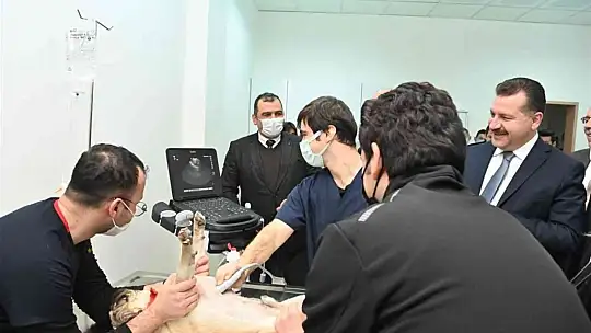 Sokak hayvanları için güç birliği