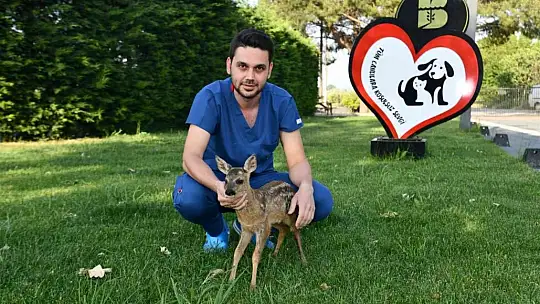 Yavru karaca doğada yeniden koşabilecek