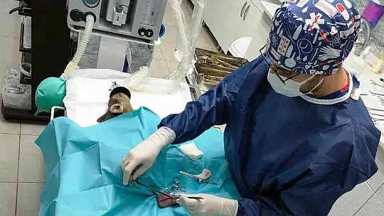 Yavru karaca doğada yeniden koşabilecek