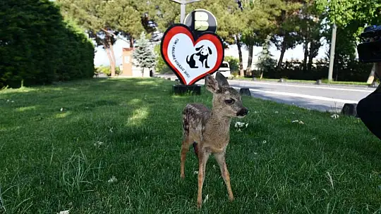 Yavru karaca doğada yeniden koşabilecek