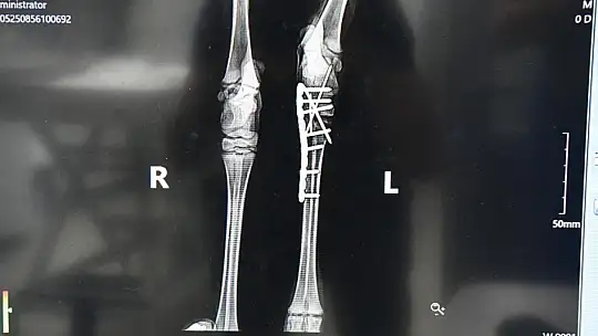 Yavru karaca doğada yeniden koşabilecek