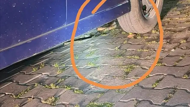 Bandırma'da yılan paniği