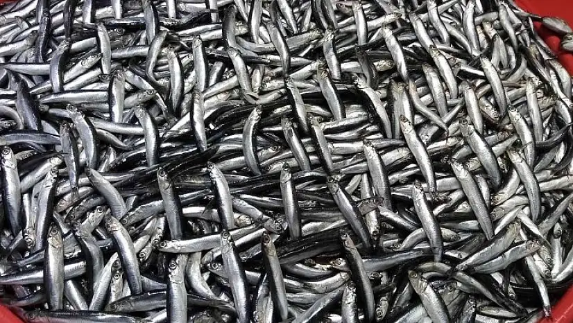 Balık avlama yasağı ile balıkhane amatör balıkçılara kaldı