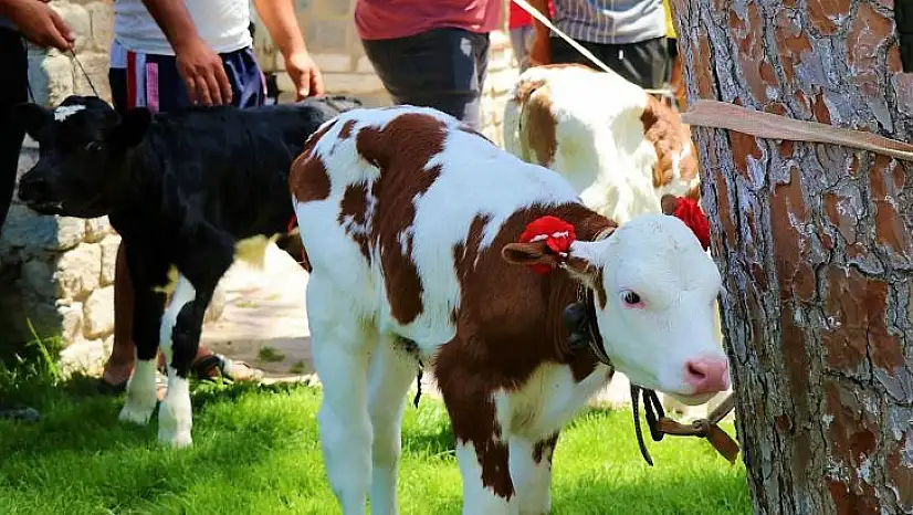 Jüri en güzel buzağını belirlerken zorlandı